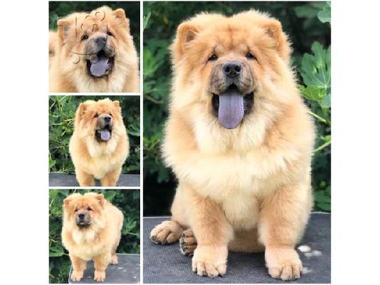 Chow Chow, υπέροχα κουτάβια